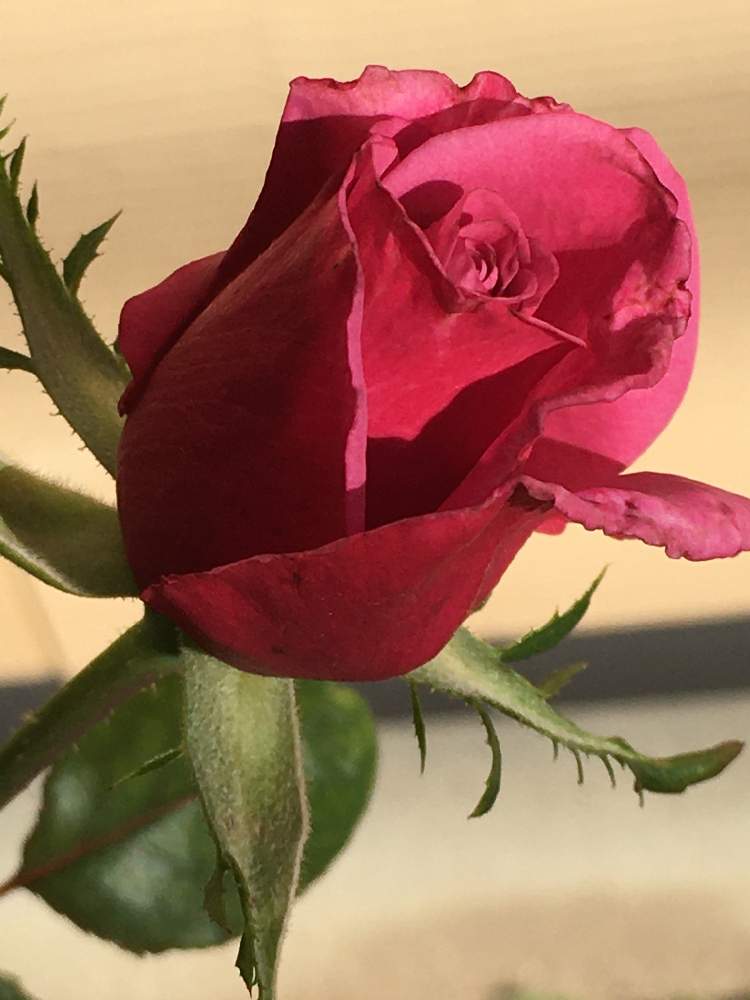 お出かけ先の画像 by ばら喜知さん | お出かけ先と薔薇とショッキングブルーと薔薇 ショッキングブルーとスマホ撮影と薔薇ショッキングブルーといやしといやし♡とスマホで接写と青バラが好きと優しい気分とショッキング ブルーとスマホ写真と花のある暮らしとスマホで撮影とばら 薔薇 バラとバラ薔薇ばらら~❤️と青バラと青バラ❤とスマホ撮りと優しい時間といやし♪とiPhone撮影