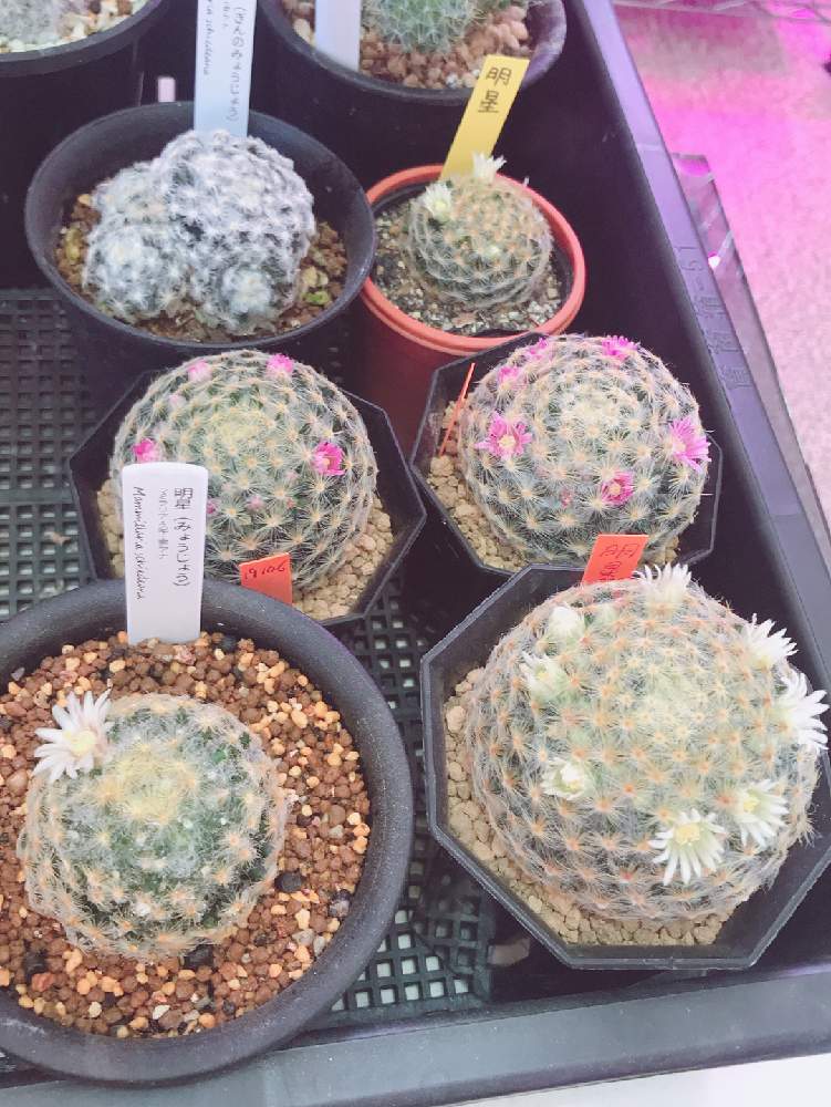 窓辺の画像 by ひらさん | 窓辺とサボテンと明星とサボテン科とcactusと赤花と毎日投稿とサボテン女子と無修正とサボテン☆と癒しとGS映えとGSのみなさんに感謝♡と多肉女子と多肉植物とサボテンとマミラリア属と花のある暮らしとサボテンの花とマミラリア 明星と毎日癒されます