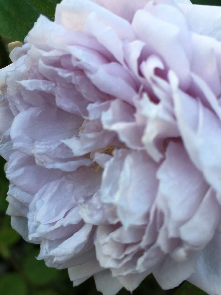 小さな庭の画像 by ばら喜知さん | 小さな庭と薔薇とバラ ルシエルブルーとバラ、薔薇、ばらとロサオリエンタスとスマホ撮影とルシエルブルー❤といやしとiPhone6sといやし♡とスマホで接写と青バラが好きと優しい気分とスマホ写真と花のある暮らしとスマホで撮影とばら 薔薇 バラとバラ薔薇ばらら~❤️と青バラと青バラ❤といやし♪とiPhone撮影