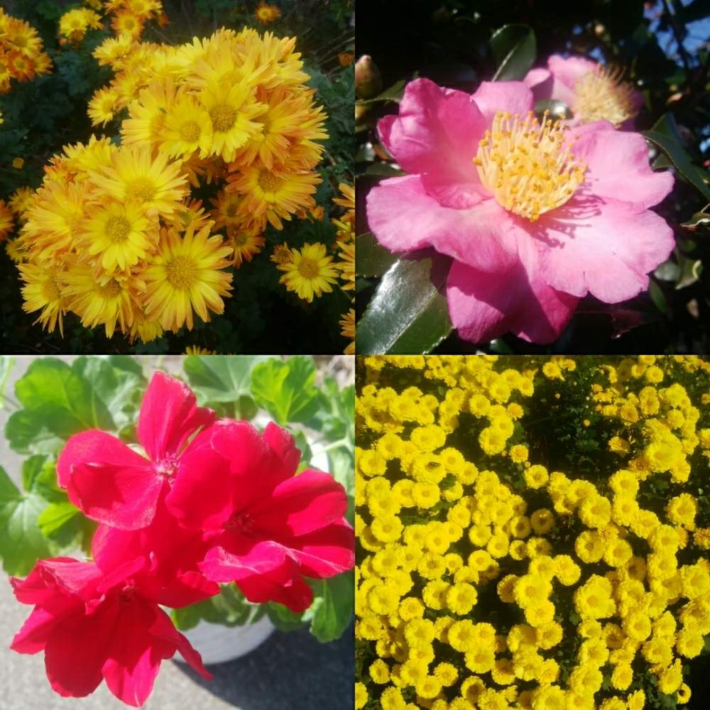 広い庭の画像 by CCCRスキさん | 広い庭とサザンカとゼラニウムと小菊と花のある暮らしと植中毒と癒し…としあわせ♡