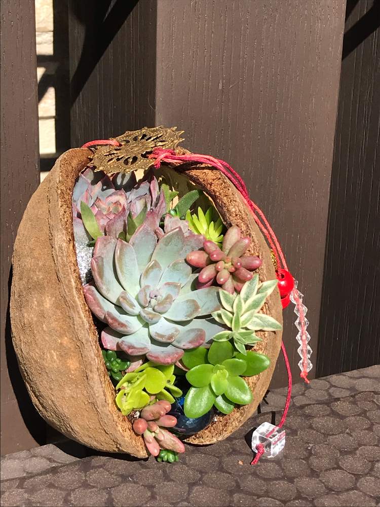 玄関の画像 by プクマムさん | 玄関とブッダ・ナッツと多肉植物と紅葉する多肉と季節の寄せ植えと多肉女子とタニラーと埼玉タニラーと花のある暮らしと埼玉県さいたま市と多肉寄せ植え