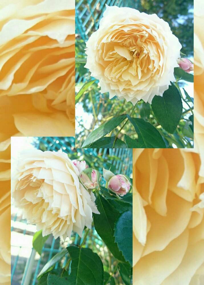 お出かけ先の画像 by SILVIAさん | お出かけ先とバラと散歩と花のある暮らしとバラ科と運動公園