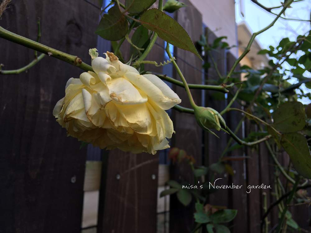 小さな庭の画像 by misaさん | 小さな庭とバラとエアフロイリッヒと秋バラとHTCと千葉県と薔薇愛同盟とタンタウと花壇とGSのみなさんに感謝♡と庭造りと植中毒とバラと夢CLUBと庭づくりと❤️いいね、ありがとうと台風被害とHTC No.66と災害に負けるな❗とガーデニングと花のある暮らしとお庭とHTC社員と地植え