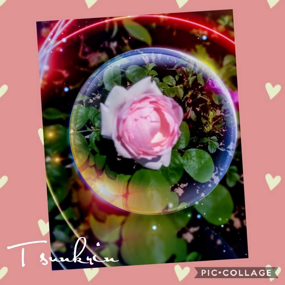 お出かけ先の画像 by つんくりんさん | お出かけ先と平塚市とばら バラ 薔薇とピンクのバラ♡と令和ときれいと緑のある暮らしとセレモニーと花菜ガーデンと天皇陛下即位パレードと花のある暮らしと素敵