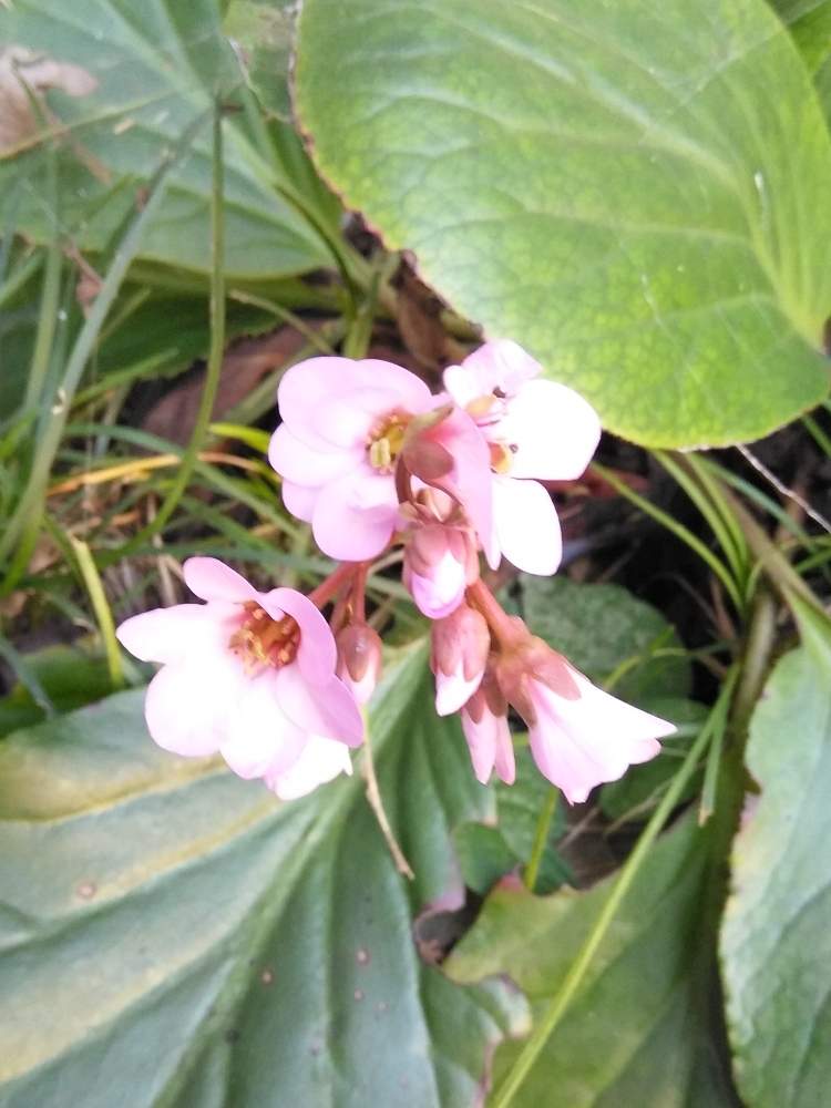 小さな庭の画像 by みんなすきよさん | 小さな庭と野草とハーブの花と自然大好きと野菜の花が好きと花のある暮らしと小さな花
