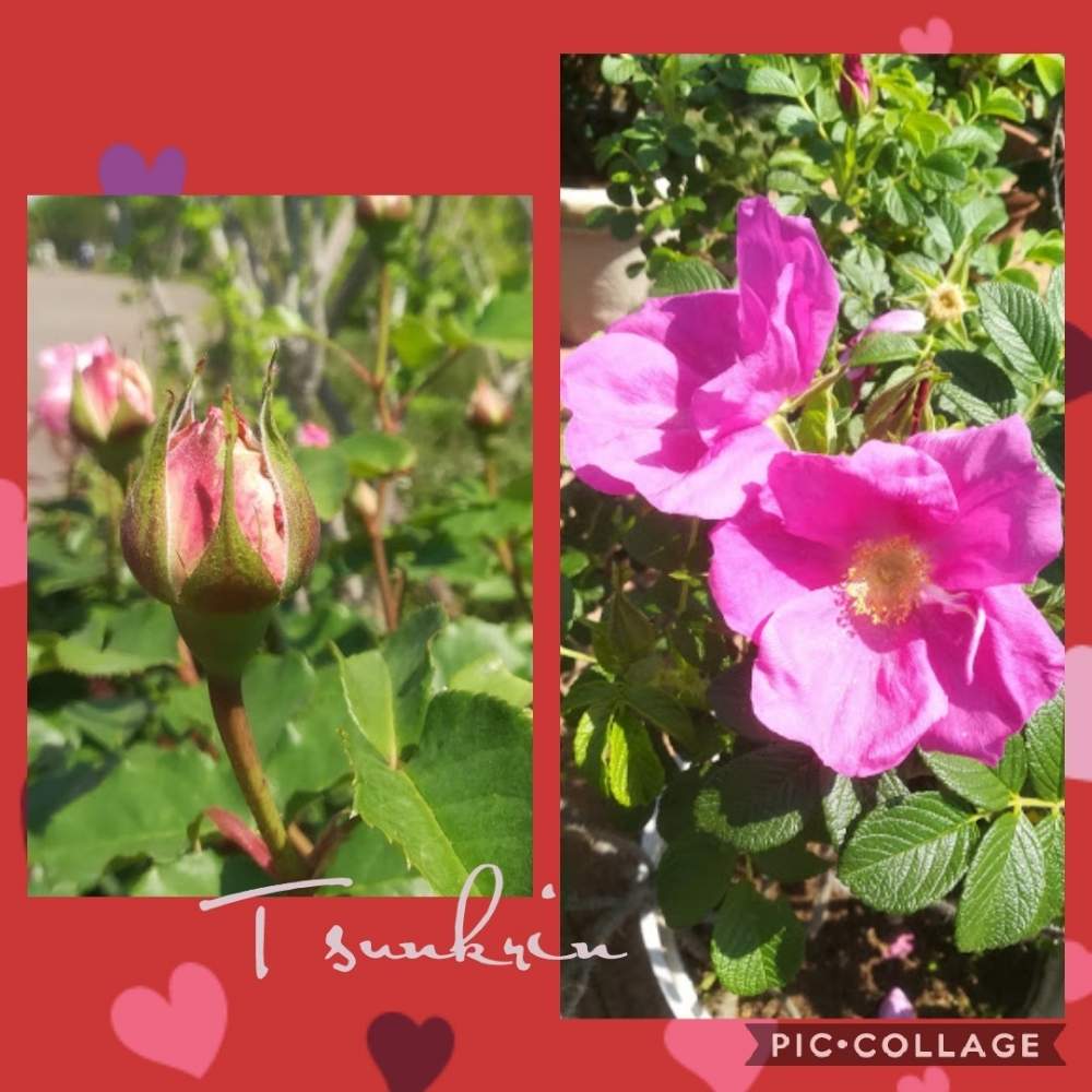 お出かけ先の画像 by つんくりんさん | お出かけ先と平塚市とばら バラ 薔薇とピンクのバラ♡と令和ときれいと緑のある暮らしとセレモニーと花菜ガーデンと天皇陛下即位パレードと花のある暮らしとハマナスの花と素敵