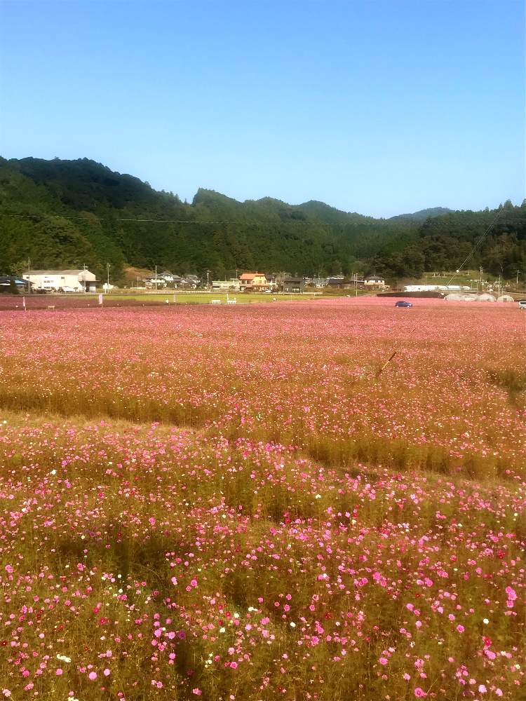 お出かけ先の画像 by ふくさん | お出かけ先とコスモスと秋桜としぞーか勢と植物探しウォーキング&ラン