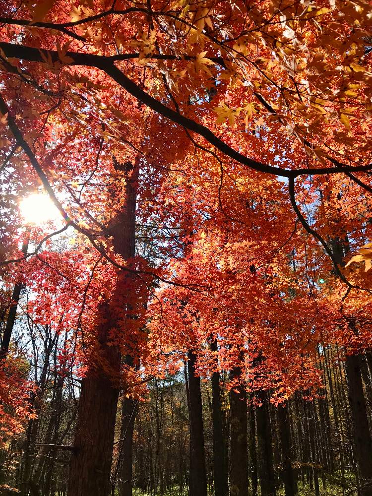 の画像 by angelさん | モミジと山暮らしと落葉高木と八ヶ岳山麓と散歩と紅葉(こうよう)と近所