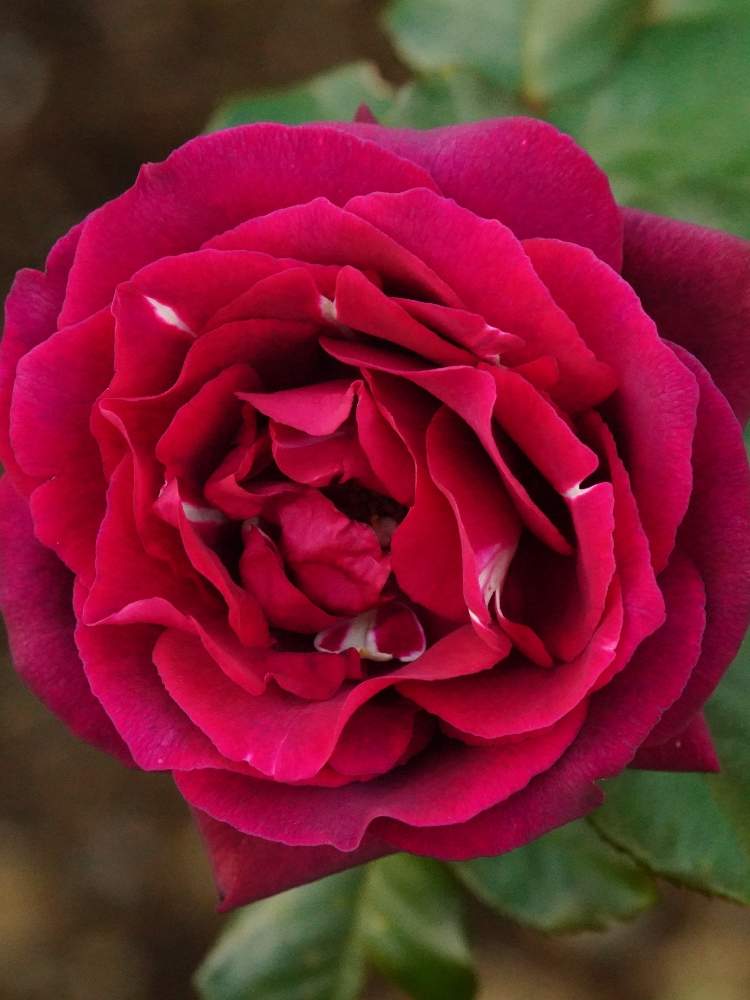 お出かけ先の画像 by quattroさん | お出かけ先と秋バラとバラ園とバラ特集とばら バラ 薔薇とお写んぽとお写ん歩と花のある暮らしと薔薇♪とバラ・ミニバラとGREEN UP!とプラスチックスマート
