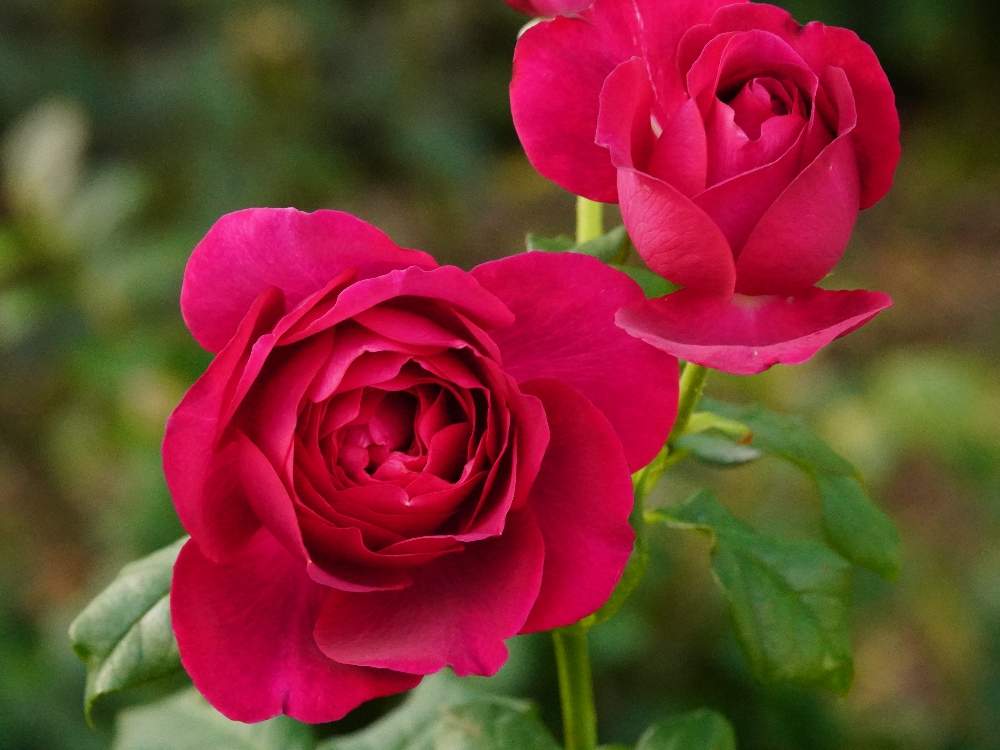 お出かけ先の画像 by quattroさん | お出かけ先と秋バラとバラ園とバラ特集とばら バラ 薔薇とお写んぽとお写ん歩と花のある暮らしと薔薇♪とバラ・ミニバラとGREEN UP!とプラスチックスマート