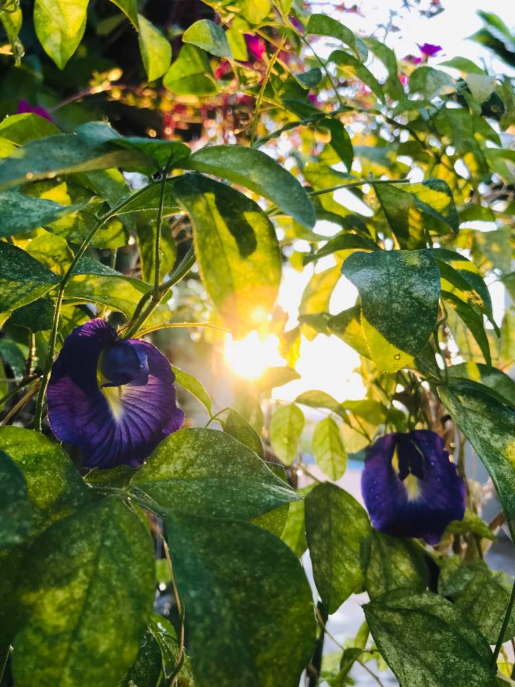 アプローチの画像 by bu--bu--chanさん | アプローチとバタフライピーと夕陽とお花と自宅にてとokinawaと沖縄とオキナワと我が家と夕陽と花のある暮らしとおきなわ