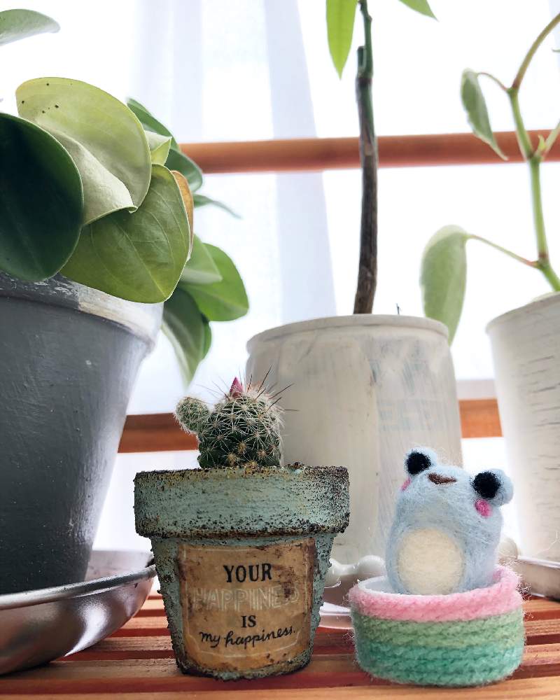 窓辺の画像 by Misakiさん | 窓辺とサボテンと多肉植物とSucculentgardenMisakiとサボテン☆と千葉県と多肉大好きと多肉が癒しですと多肉女子とサボテンの蕾と多肉植物アレンジメントインストラクターと千葉タニラーとカエル