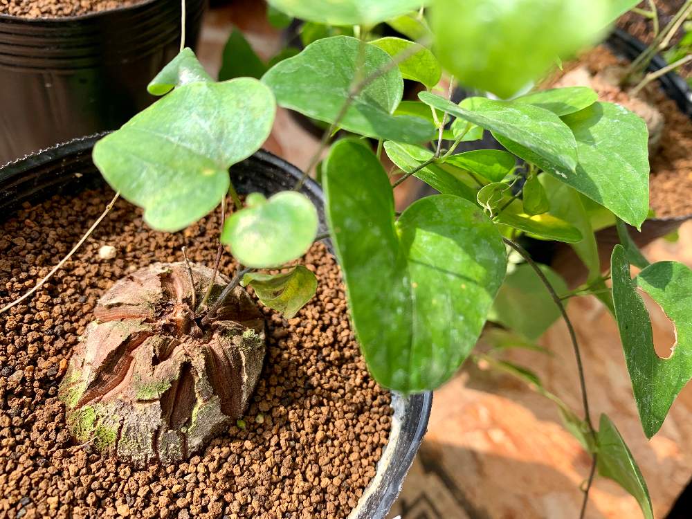 インテリアの画像 by Flower Villageさん | インテリアとボタニカルとボタニカルライフと塊根植物のある暮らしとお誘いと神奈川タニラーと鷺沼とコーデックスとフラワービレッジと多肉女子と塊根植物とタニラーとディオスコレア属と珍奇植物とflowervillageと葉っぱアートとベランダーとディオスコレア・エレファンティペスとbotanical market鷺沼とワークショップ とビザールプランツとファーマーズマーケット