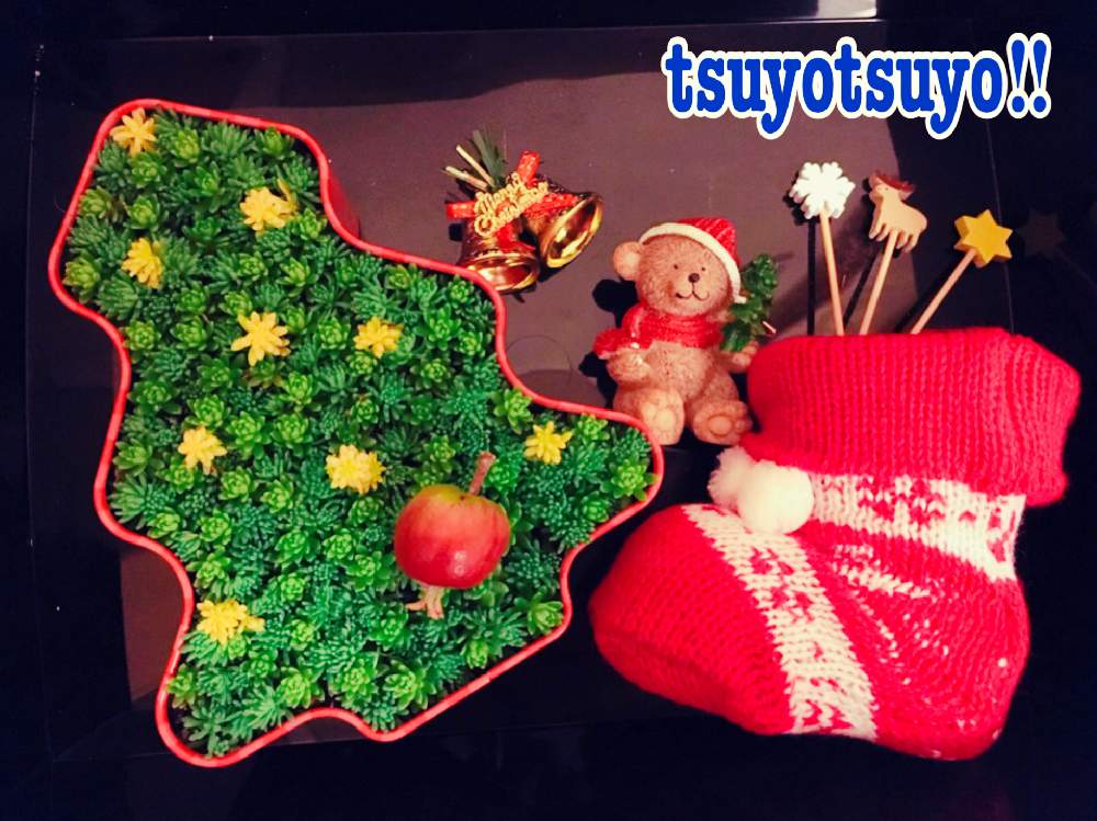 小さな庭の画像 by tsuyotsuyo!!さん | 小さな庭とセダムとリンゴと多肉植物とミニ多肉と多肉植物 多肉の有るくらし