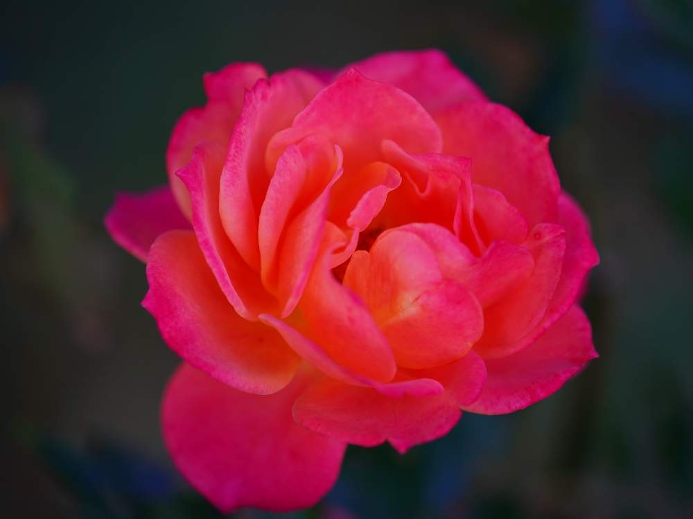 お出かけ先の画像 by quattroさん | お出かけ先と秋バラとバラ園とバラ特集とばら バラ 薔薇とお写んぽとお写ん歩と花のある暮らしと薔薇♪とバラ・ミニバラとGREEN UP!とプラスチックスマート