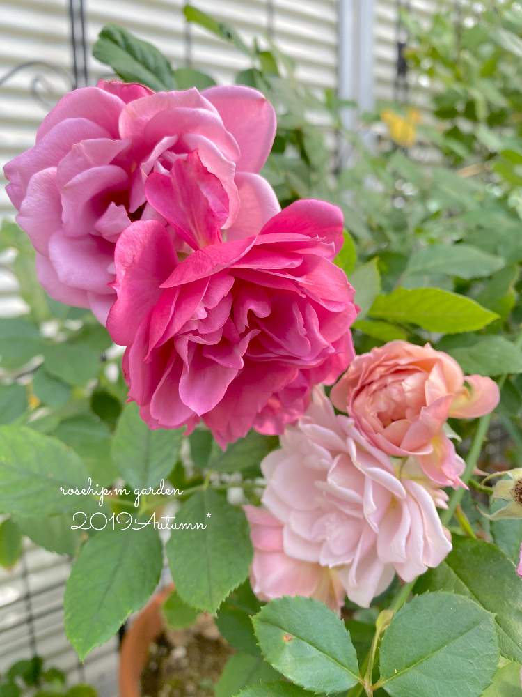 小さな庭の画像 by みわぞぅさん | 小さな庭とマイ・コレクションと薔薇好きと手作りの庭と風景写真とマイガーデンとGS映えと花自慢と鉢植えと京阪F&Gローズとナチュラルスタイルとガーデニングと小さな小さな庭と花のある暮らしと薔薇♪とロザリアンとバラを楽しむと咲いた!