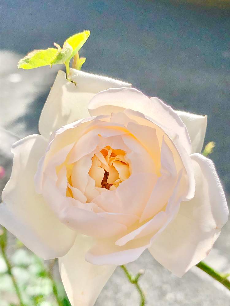 アプローチの画像 by wakoさん | アプローチとバラと薔薇と薫乃と薔薇愛同盟と香りのいいお花とバラ・ミニバラとやっぱり花が好き♡と香りのバラ