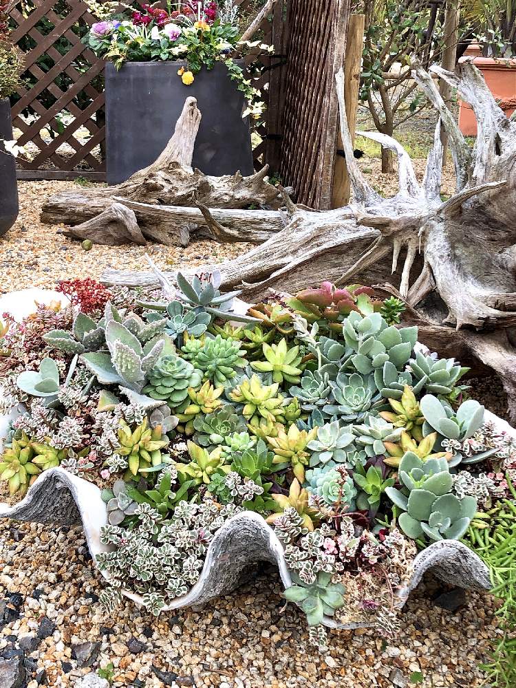 お出かけ先の画像 by ❤︎15さん | お出かけ先と多肉植物とGS映えと植中毒とバラと夢CLUBと多肉2016同期と多肉女子とタニラーと花の16年組♡と花も多肉も好きとレッドヒルヒーサーの森