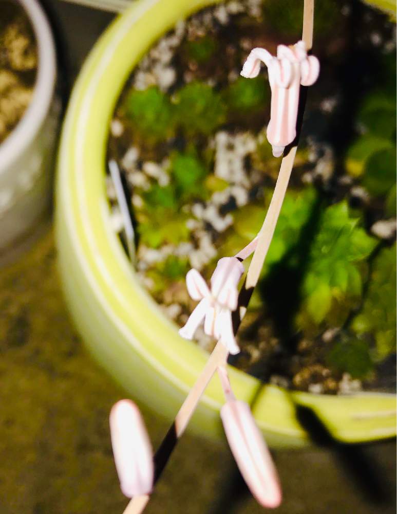 玄関の画像 by サリ吉 さん | 玄関と十二の巻と多肉植物と花のある暮らし