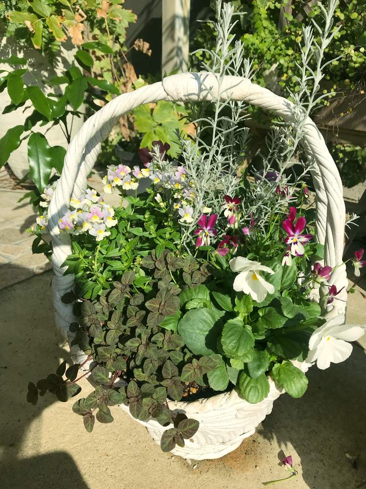 玄関の画像 by ちらこさん | 玄関と秋の寄せ植えと寄せ植えと花自慢と今日の一枚と今日のお花と冬を楽しむと咲いた!