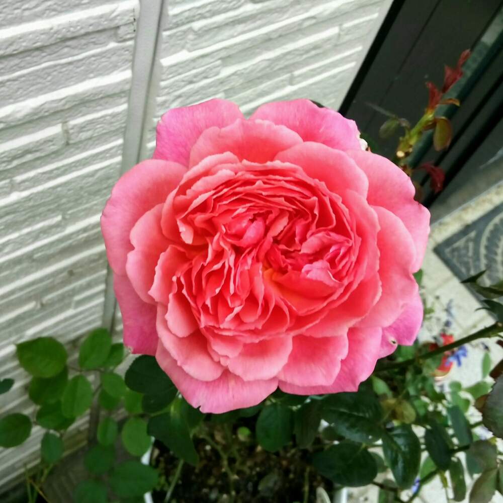 玄関の画像 by ひまわりさん | 玄関とバラ かおりかざりと和ばらとばら バラ 薔薇と薔薇に魅せられてといやされる♡と花のある暮らしとかわいいな♡と素敵