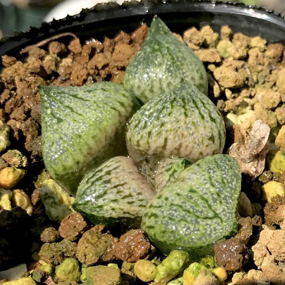 バルコニー/ベランダの画像 by たねさん | バルコニー/ベランダとハオルチア 唐草コンプトと多肉植物と福岡とハオルチア属とHaworthia:ハオルチア/ハオルシアとたねんちのハオ