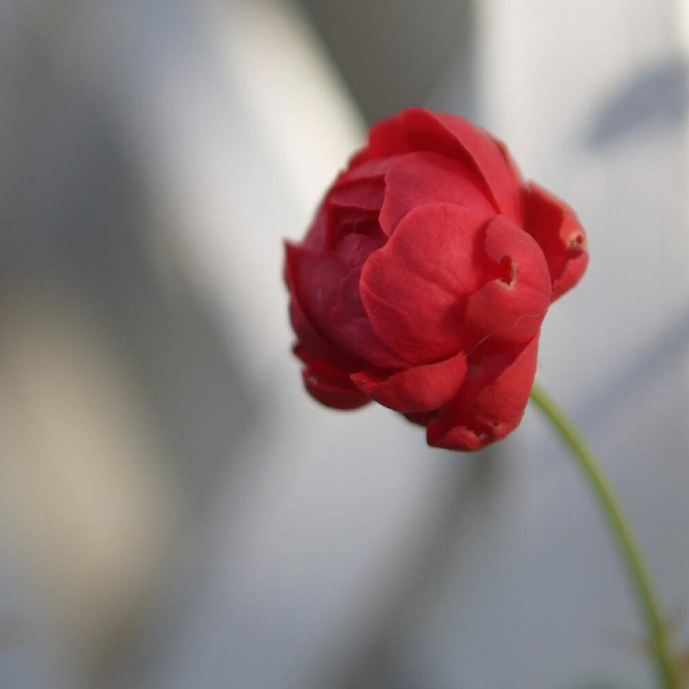 小さな庭の画像 by 由美子さん | 小さな庭と薔薇とマザーズデイとばら バラ 薔薇とゆみさんちの庭あそびとミラーレス一眼と花のある暮らしと小さな花とバラ・ミニバラと月曜日にはバラを
