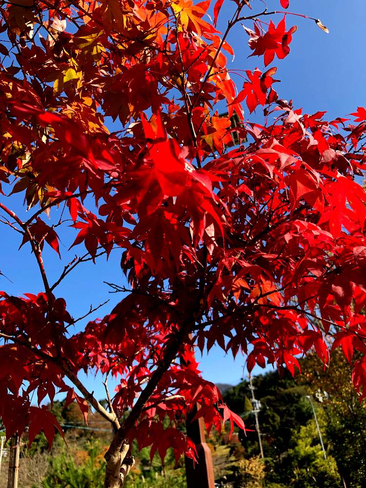 の画像 by 世津ちゃんさん | 岐阜県上石津町とみどりの村公園横