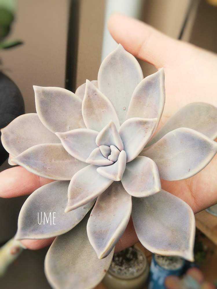 バルコニー/ベランダの画像 by umeさん | バルコニー/ベランダと朧月と多肉植物と手のひらサイズと大きい多肉