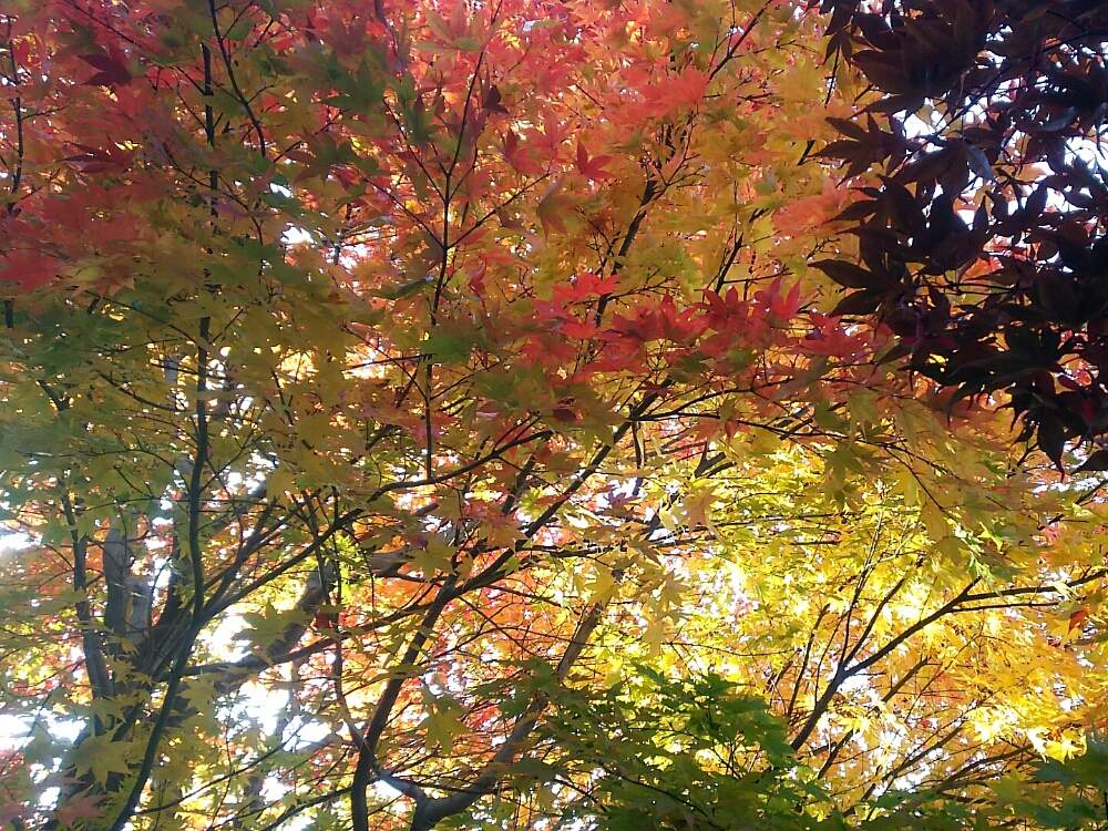 お出かけ先の画像 by non*noさん | お出かけ先と北海道から秋色お届けと北国の紅葉