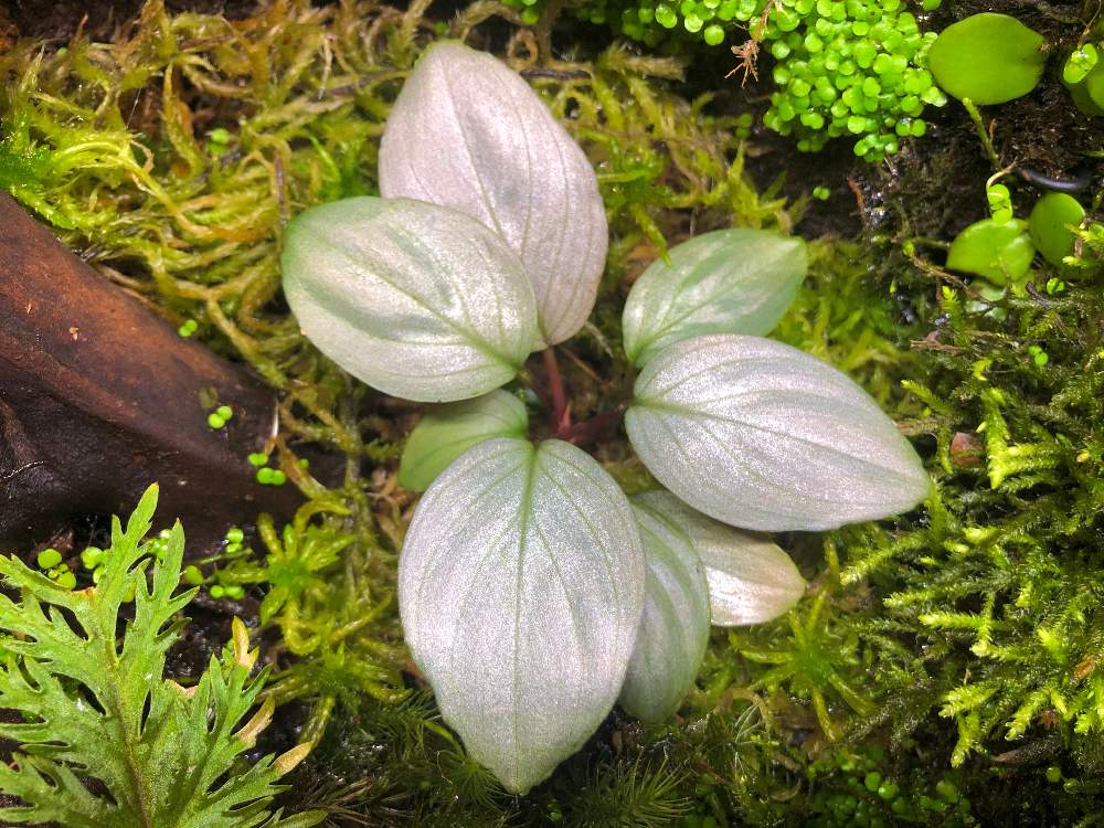 インテリアの画像 by nature.Tagさん | インテリアとhomalomena sp. Platinam Velvetとホマロメナ属と苔リウムと観葉植物とビバリウムとテラリウムと緑のある暮らしと苔(こけ)とアクアテラリウム