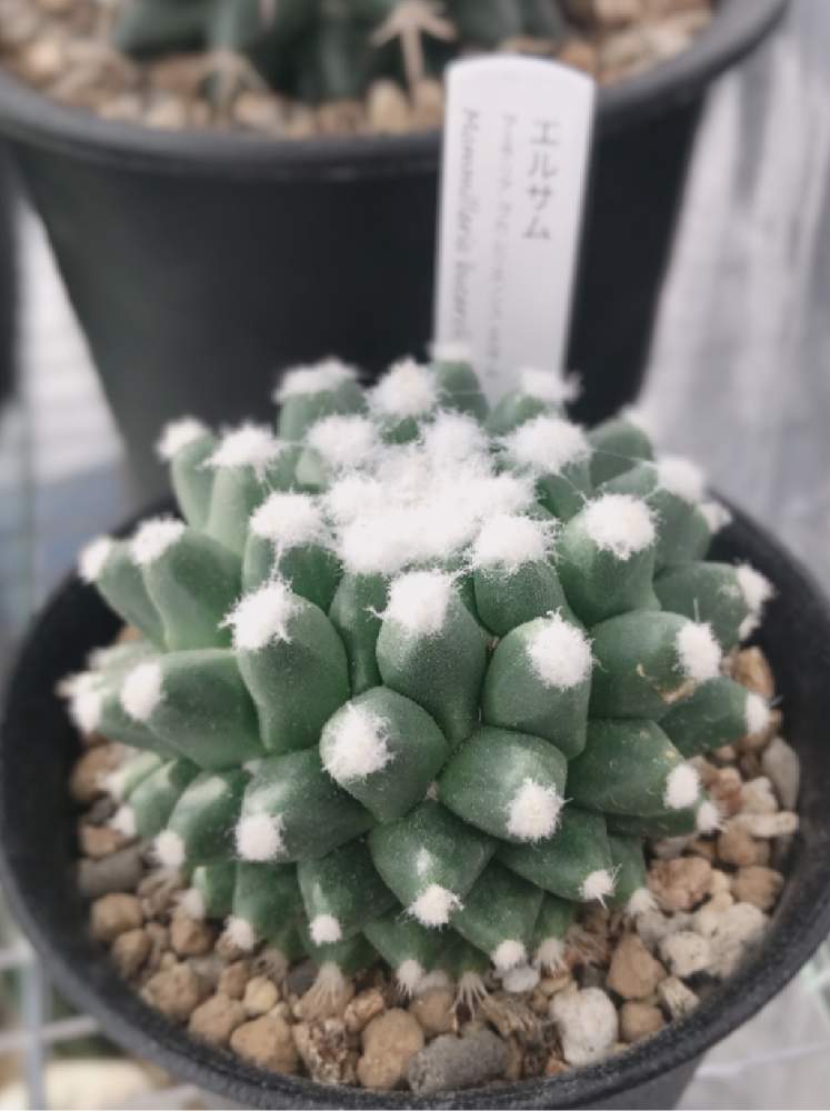 バルコニー/ベランダの画像 by ひらさん | バルコニー/ベランダとサボテンとエルサムとサボテン科とcactusと毎日投稿とサボテン女子と無修正とサボテン☆と癒しとGS映えとGSのみなさんに感謝♡と多肉植物とサボテンとマミラリア属と初めてと毎日癒されます