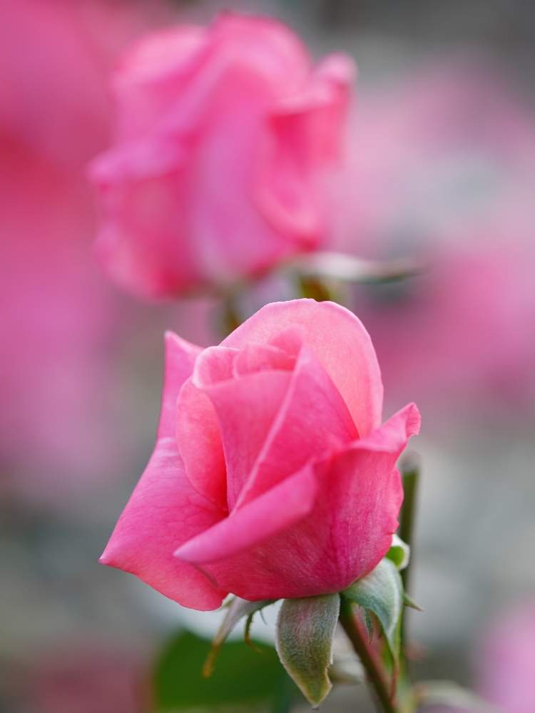 お出かけ先の画像 by quattroさん | お出かけ先と秋バラとバラ園とバラ特集とばら バラ 薔薇とお写んぽとお写ん歩と花のある暮らしと薔薇♪とバラ・ミニバラとGREEN UP!とプラスチックスマート