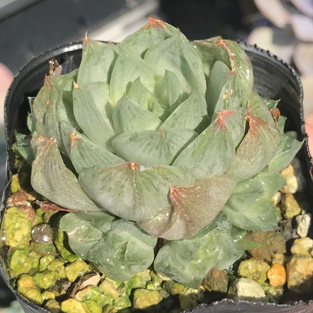 バルコニー/ベランダの画像 by たねさん | バルコニー/ベランダとロゼアとHaworthia rosea N-3 Kap Fishと多肉植物と福岡とハオルチア属とHaworthia:ハオルチア/ハオルシアとたねんちのハオ
