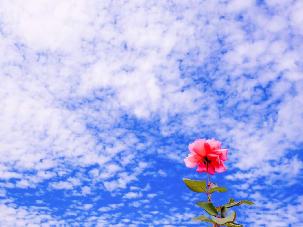 お出かけ先の画像 by zutchyさん | お出かけ先とばら バラ 薔薇とGreenSnapmarcheと神代植物公園と花のある暮らしとGREEN UP!