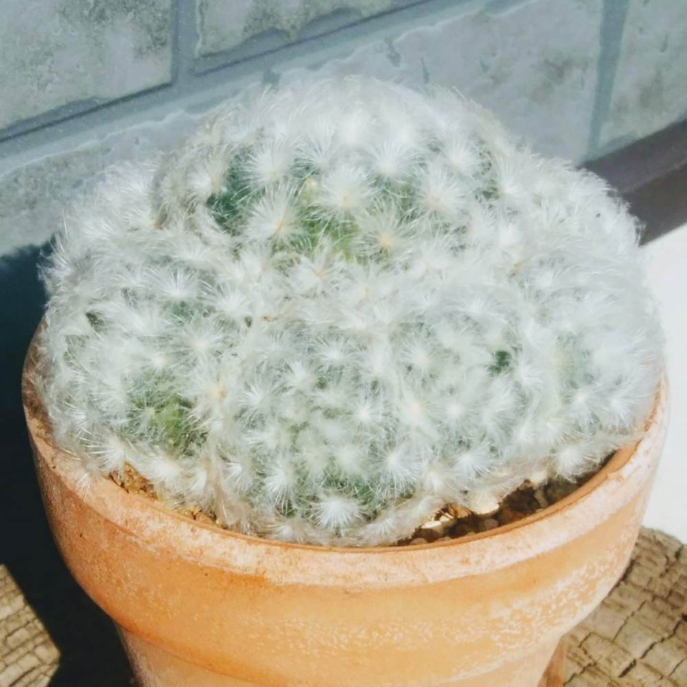 畑の画像 by CCCRスキさん | 畑とサボテンと白星と多肉植物とサボテン科と癒し…と植中毒と多肉植物とサボテンとマミラリア属としあわせ♡とタニラーとマミラリア白星☆と花のある暮らし