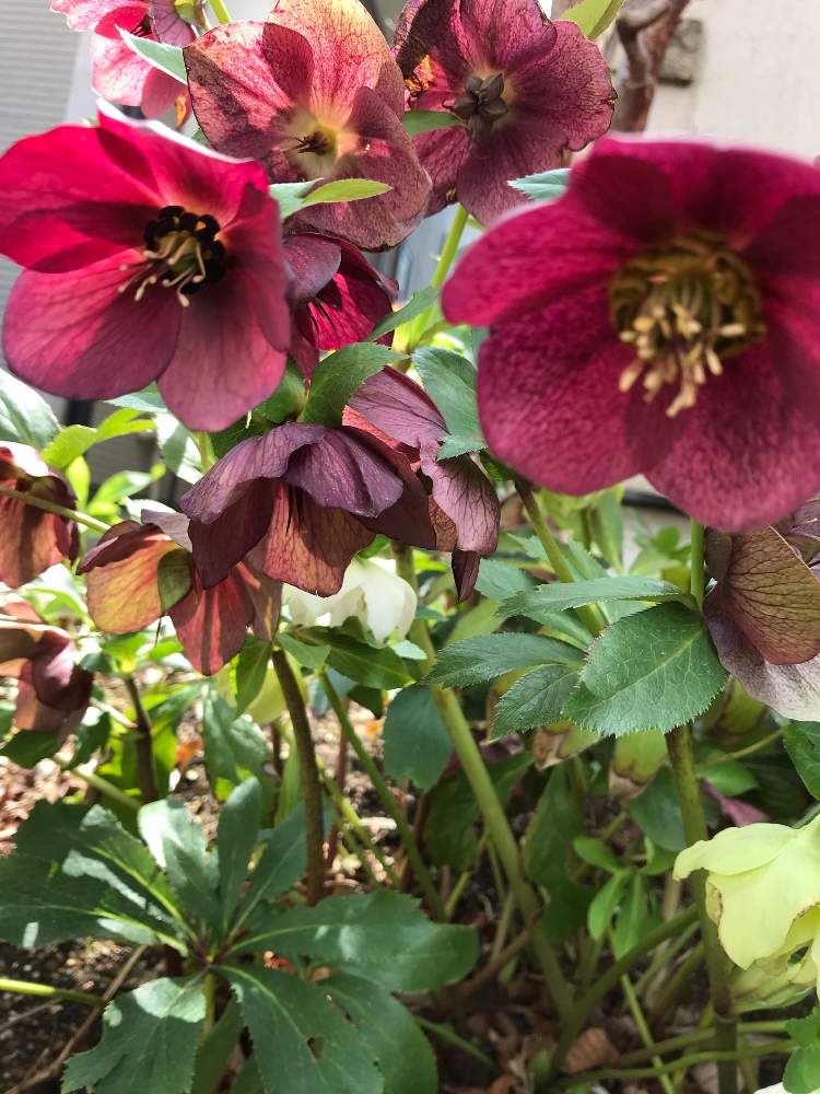 お出かけ先の画像 by つきさん | お出かけ先とクリスマスローズと紫の花と綺麗〜〜♥︎︎∗︎*゚