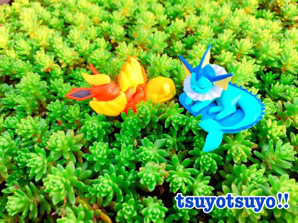 小さな庭の画像 by tsuyotsuyo!!さん | 小さな庭とセダムと多肉植物とミニ多肉と多肉植物 多肉の有るくらし