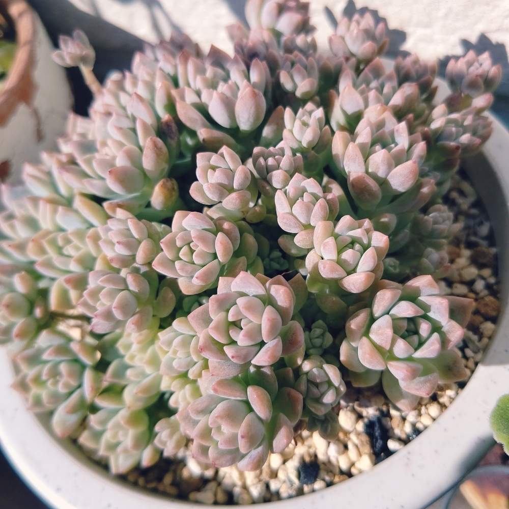 小さな庭の画像 by ひーさん | 小さな庭とプロリフェラと多肉植物とわが家の多肉スペースとGS映えとGS日和と植中毒と今日の一枚と多肉女子とタニラーと成長記録とナチュラルスタイル