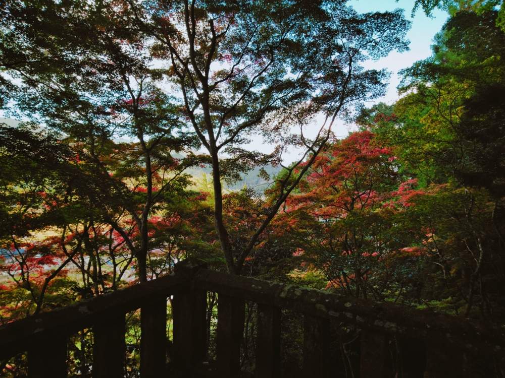 お出かけ先の画像 by smilehappynaturalさん | お出かけ先と多肉植物と北部九州多肉の会とGS映えとナチュラルガーデンとGS日和とno green no lifeと緑のある暮らしとnaturalgardenと紅葉(こうよう)と多肉好きな人と繋がりたいと多肉女子と庭のある暮らしとF29会とタニラーとjunkgardenとガーデニングと花のある暮らしと御霊もみじと多肉寄せ植え