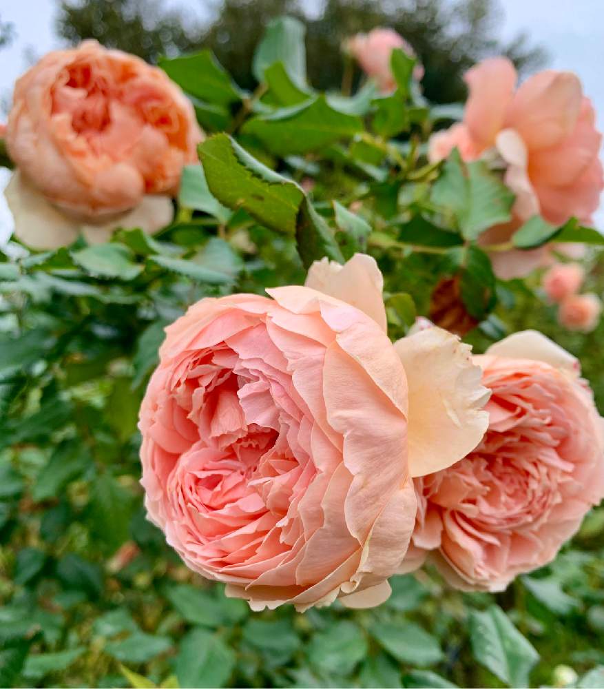 の画像 by どら猫さん | バラ 真宙 まそらと秋の薔薇とばら バラ 薔薇と癒しとピンク❤︎ピンクと可愛いと薔薇♪とアプリコット色