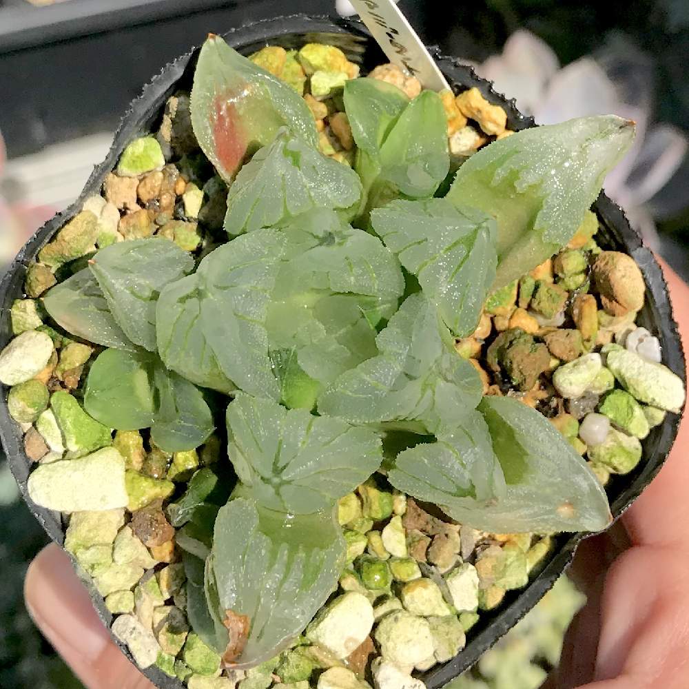 バルコニー/ベランダの画像 by たねさん | バルコニー/ベランダとHaworthia pygmaea mutantとハオルチア ピグマエア ミュータントと多肉植物と福岡とハオルチア属とHaworthia:ハオルチア/ハオルシアとたねんちのハオ