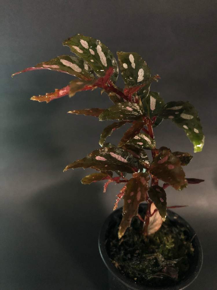 窓辺の画像 by hittyyさん | 窓辺とベゴニア属とBegonia sp. julauと美しい葉とジュラウと緑のある暮らしとピンクと静かな夜✨と綺麗な色♡とベゴニア☆と美しい緑と緑大好き❤と葉の裏が紅色