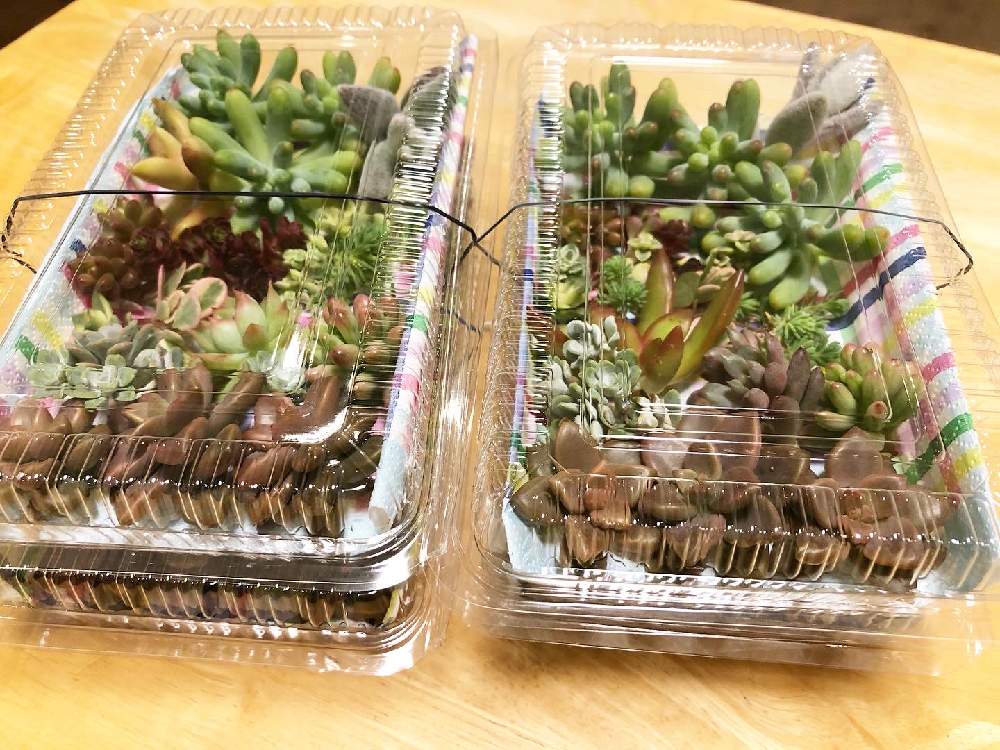部屋の画像 by Misakiさん | 部屋と多肉植物とSucculentgardenMisakiと千葉県といつもありがとう♡と多肉大好きと多肉植物寄せ植えと多肉が癒しですと多肉女子と多肉弁当と多肉植物アレンジメントインストラクターと千葉タニラー