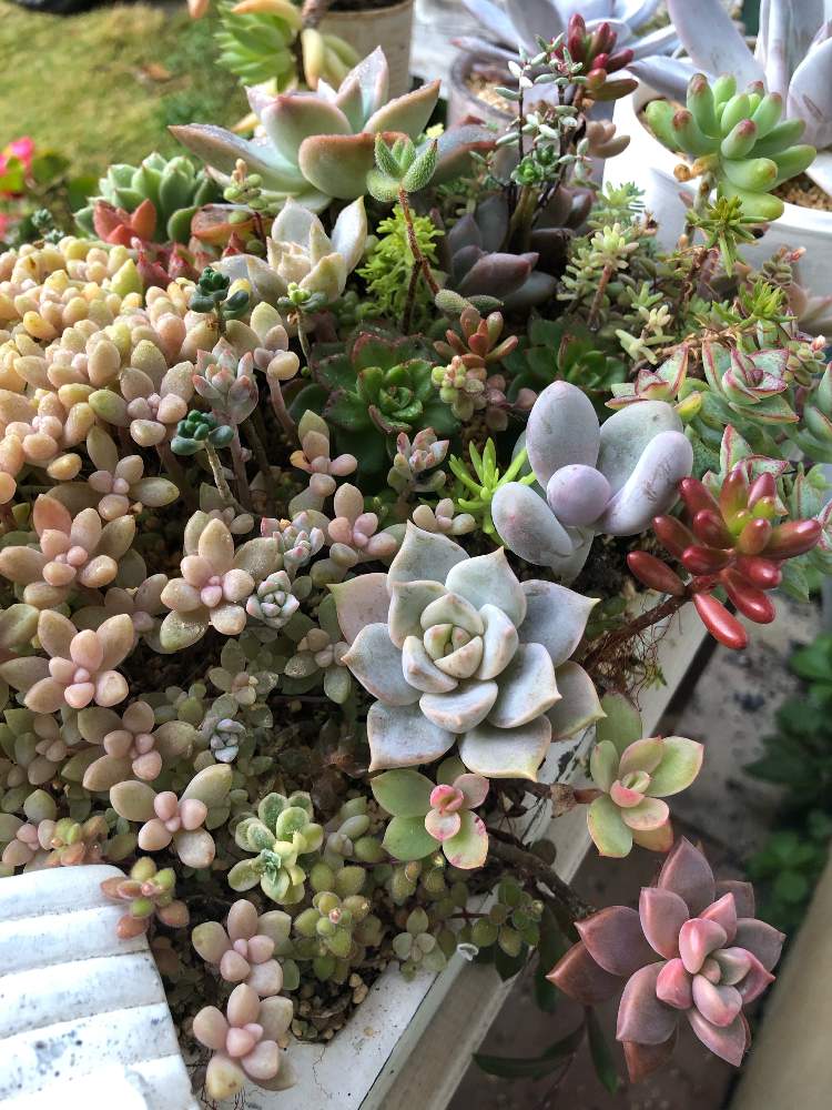 棚の画像 by しぼぼさん | 棚と名前を教えて!と白ボタンと多肉植物と多肉植物寄せ植えと植中毒と今日の一枚と多肉女子と多肉棚