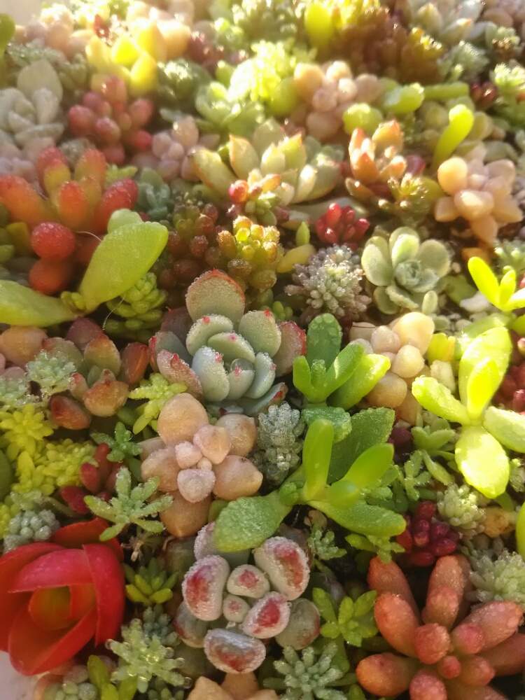 バルコニー/ベランダの画像 by nanaさん | バルコニー/ベランダとひとてま込めてと多肉中毒と多肉植物とHTCと多肉大好きとベランダ多肉と寄せ植えと癒しと多肉植物のある暮らしと植中毒と今日の一枚と花のある暮らしとかわいいな♡と多肉寄せ植えと葉ざしっことちまちま寄せ
