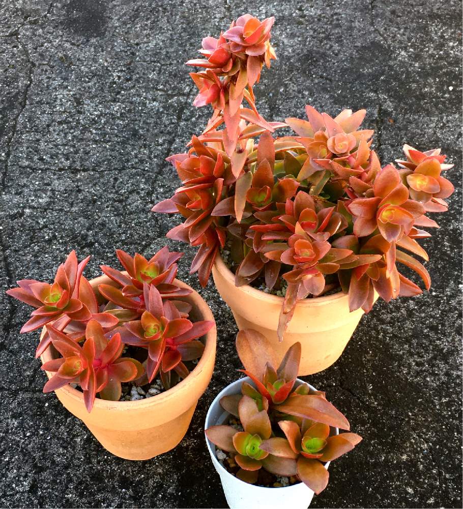 の画像 by higeさん | 火祭りと多肉植物と屋上と屋外管理と紅葉する多肉とフォルムが好きと雨ざらしと植中毒とキレイと珍奇植物とすくすくとスパルタ管理と切り戻しと多肉初心者