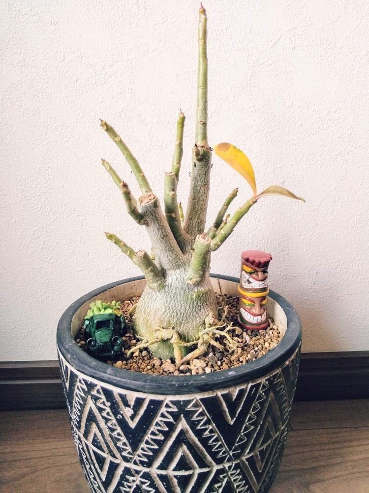 部屋の画像 by ☆りん☆さん | 部屋とアデニウムとふかこーりょくと多肉植物とNO GREEN NO LIFEと植欲が止まらないと癒しとコーデックスとおきにいりと植物中毒と樹形と多肉女子と塊根植物と成長記録