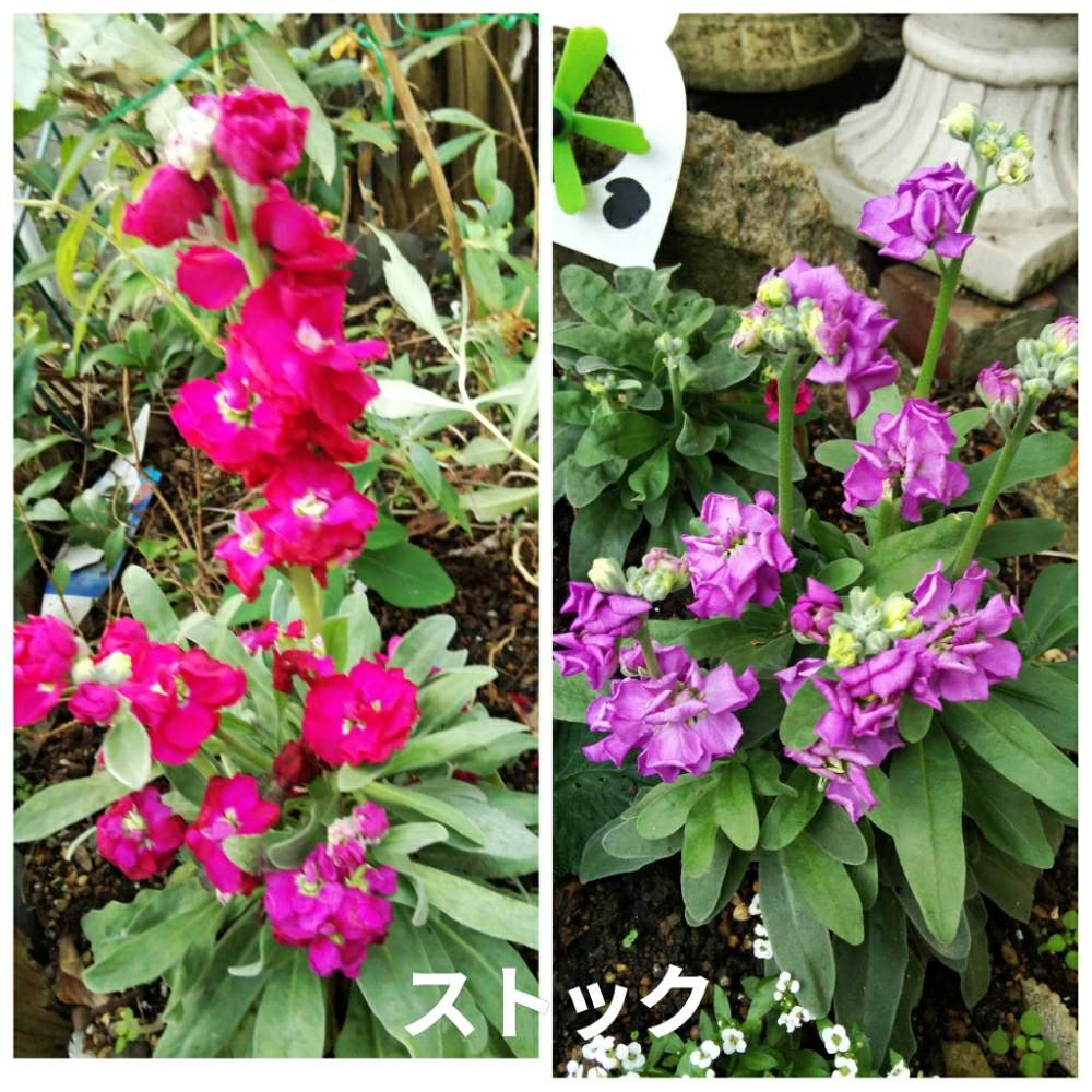 小さな庭の画像 by メリーさん | 小さな庭とストック八重と小さい花壇と花のある暮らしと狭い花壇と地植え