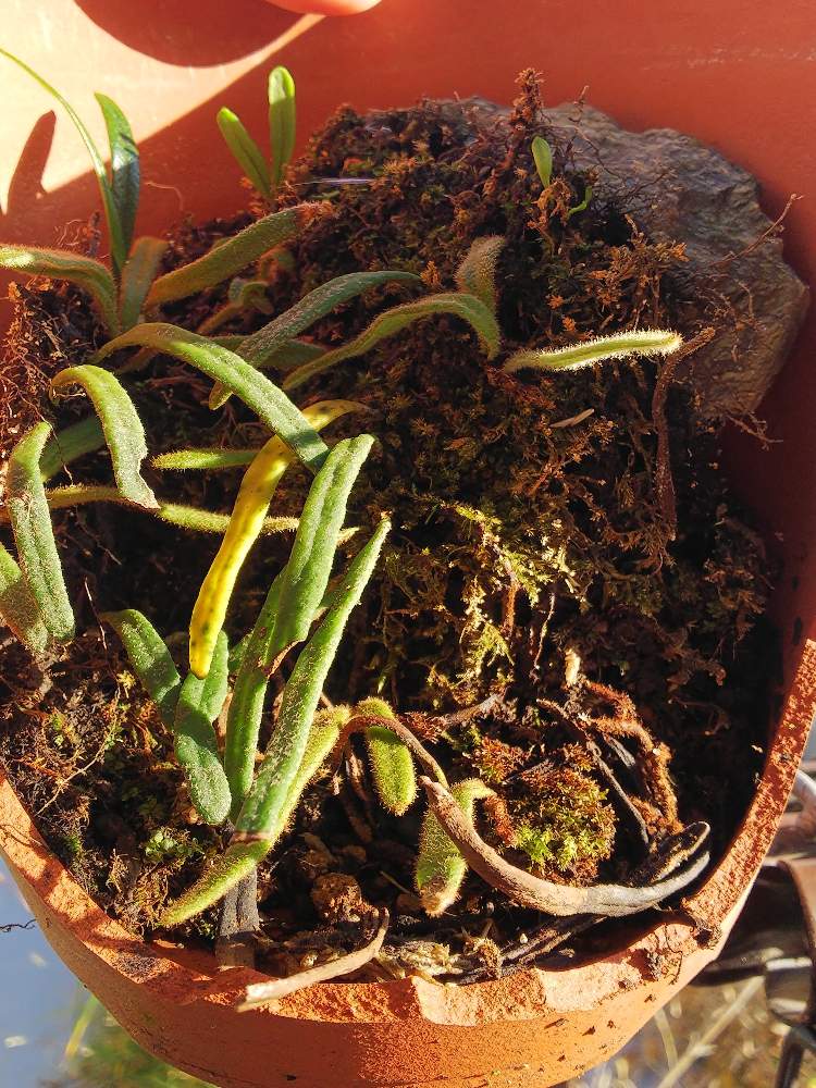 バルコニー/ベランダの画像 by ましゅさん | バルコニー/ベランダと着生植物と着生とかわった植物とウラボシ科とシダの仲間とシダのある暮らしとシダ愛好会とビカクシダ属と盆栽とビザールプランツ